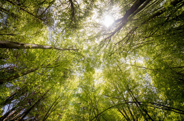 Espiria Haallbarhet 615X405